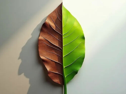 آخرین وبلاگ شرکت درباره چرم وگان به عنوان جایگزینی پایدار برای مد محبوبیت پیدا می کند